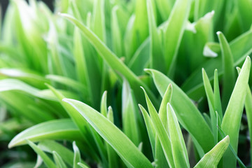 Lily of the valley green leaves in a flower bed close up background.