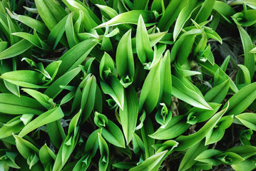 Obraz premium Lily of the valley green leaves in a flower bed close up background.