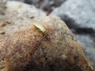 ミドリカワゲラ科 stone fly