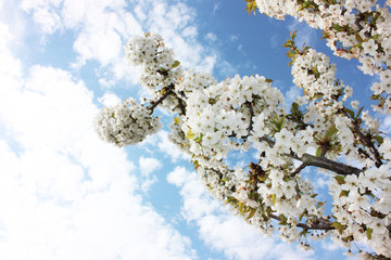 almond blossom sky background