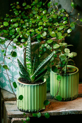 Succulent plants in green pot.