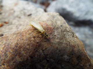 ミドリカワゲラ科 stone fly