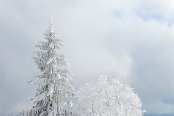 Fototapeta na wymiar 秋の雪の後のリギ山の樹氷（スイス・ルツェルン州／シュヴィーツ州）