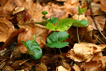 buchenkeimling  naturheilkunde    Wildkräuter