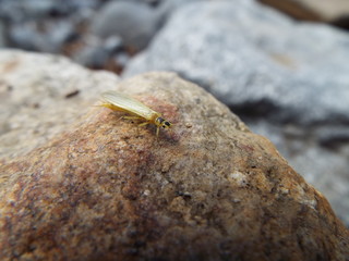 ミドリカワゲラ科 stone fly