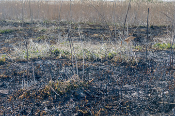 Burn out grass.