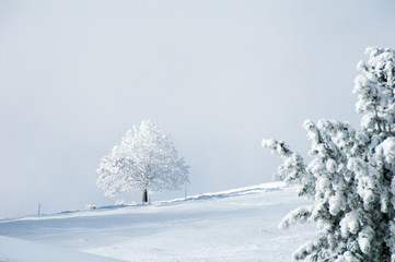 秋の雪の後のリギ山の樹氷（スイス・ルツェルン州／シュヴィーツ州）