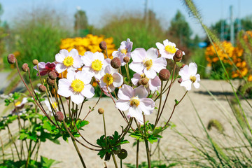Japanese anemone (Anemone hupehensis) in botanic garden