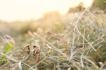 Abstract hay background. Country summer atmosphere wallpaper.