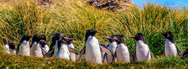 Rockhopper Penguins