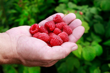 Raspberries in farmer's hand. Fruit harvest in summer.