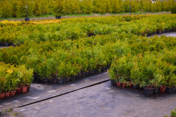 Thuja occidentalis in garden center. Plant nursery. Decorative potted plant at flower shop