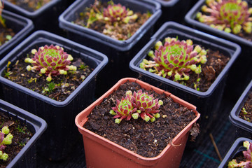 Succulent plants in pots for sale in street market, Many different plants in flower pots mix selling in flowers store, top view. Garden center with lot potted small cactus plants sale on flower market