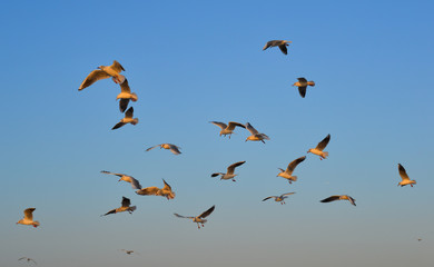 Seagulls flying in a blue sky background