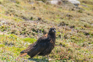 Striated Caracara on the Falkland Islands