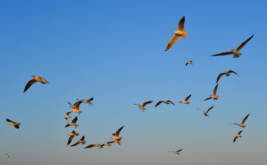 Seagulls flying in a blue sky background