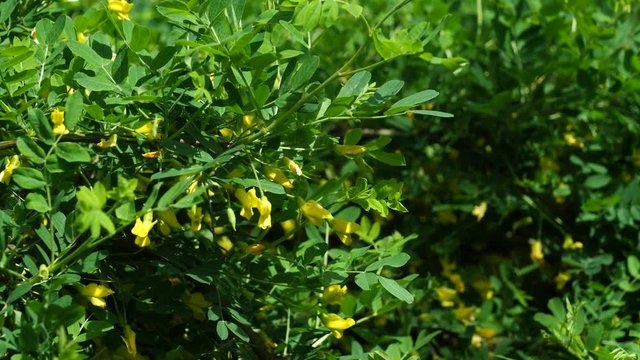 Yellow spring flowers and leaves of Siberian peashrub in mild breeze