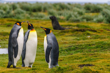Fototapeta premium King Penguins on Salisbury Plains
