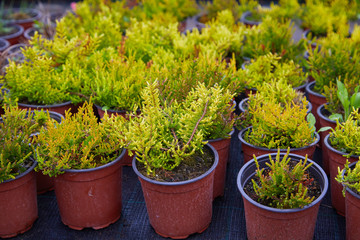 Juniper bushes in garden shop. Seedlings of juniper bushes in pots in garden store spring. Nursery of various green spruce plants for gardening. Different seedlings (Chamaecyparis, Thuja, Taxus, etc.)