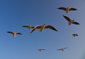 Seagulls flying in a blue sky background