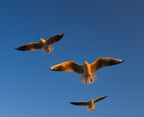 Seagulls flying in a blue sky background
