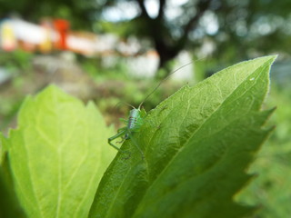 ヤブキリ 幼体 green clicket