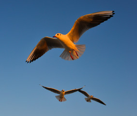 Seagulls flying in a blue sky background