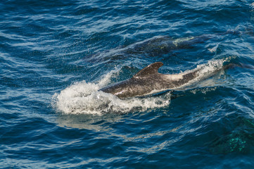 Fototapeta premium Long-Finned Pilot Whales in the Southern Atlantic Ocean