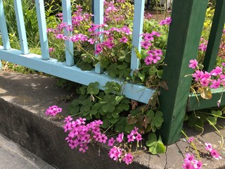 Fototapeta na wymiar 公園に咲く花