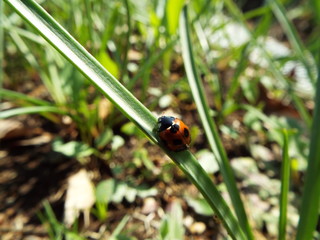 ナナホシテントウ ladybug