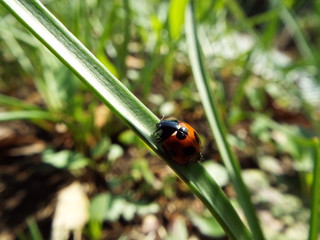 ナナホシテントウ ladybug