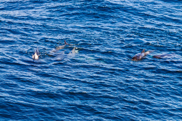 Long-Finned Pilot Whales in the Southern Atlantic Ocean