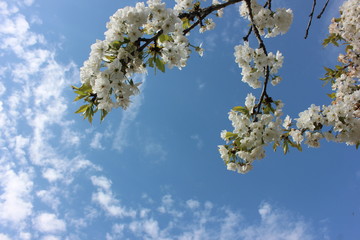 almond blossom sky background