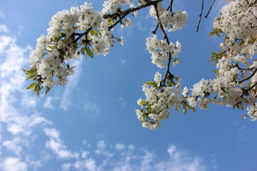 almond blossom sky background