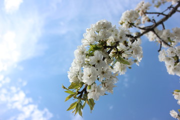 almond blossom sky background