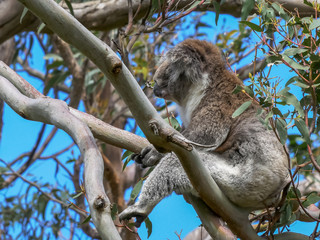 koala sitting in an unusual position in a tree near the great ocean road
