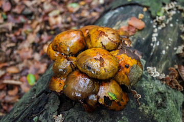 Moss growing on fallen tree in forest