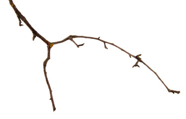 Fototapeta premium Dry pear branch with cracked bark on an isolated white background
