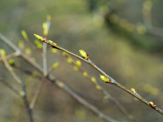 the first spring gentle leaves, buds and branches macro background