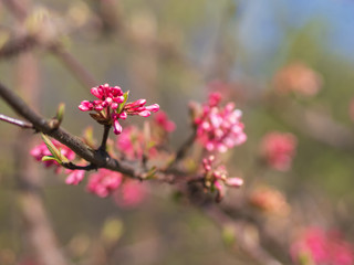 Red spring flowers with blurred background