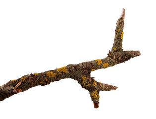 Dry pear branch with cracked bark on an isolated white background