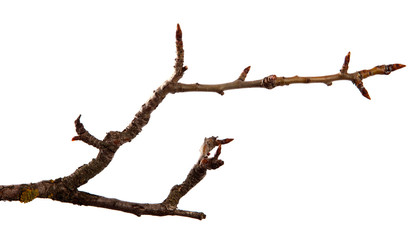 Dry pear branch with cracked bark on an isolated white background