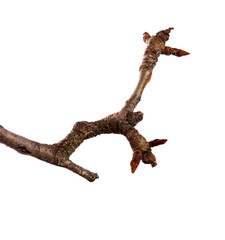 Dry pear branch with cracked bark on an isolated white background