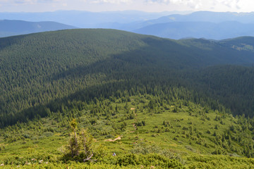Obraz premium Panoramic view on way to Hoverla, Carpathian mountains, Ukraine. Horizontal outdoors shot