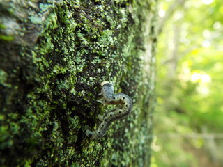 Obraz premium イモムシ larva