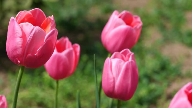 Pink tulip flowers, Esther hybrid, slightly shaking in spring breeze
