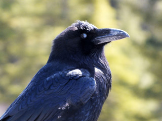 Raven