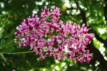 Orchid flower festival in Ho Chi Minh City 2019