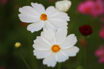 Fototapeta premium Close up, Sweet white cosmos flowers are blooming in the outdoor garden with blurred natural background, so beautiful.