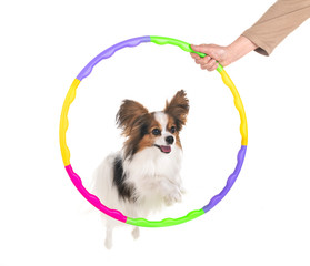 agility and little dog © cynoclub